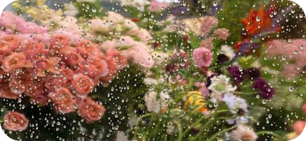 鲜花